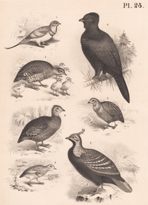 The Large Pin-tailed Grouse, The Capercailzie, The Common Partridge, The Capuere Partrdige, The Common Quail, The African Bush Quail, The Impeyan Pheasant